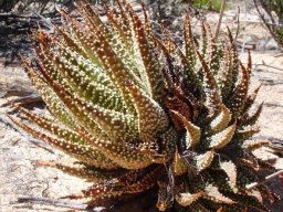 Tulista pumila, previously Haworthia