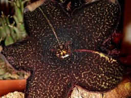 Tridentea gemmiflora flower