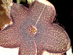 Tridentea gemmiflora