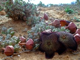 Tridentea pachyrrhiza