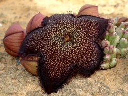 Tridentea pachyrrhiza flower