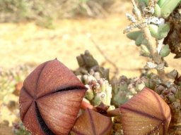 Tridentea pachyrrhiza buds