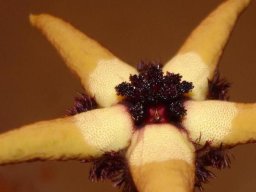 Tromotriche pedunculata subsp. pedunculata flower
