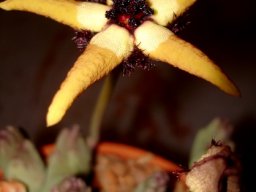 Tromotriche pedunculata subsp. pedunculata