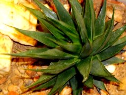 Tulista marginata