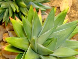 Tulista marginata pale leaves