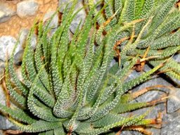 Tulista minima var. poellnitziana