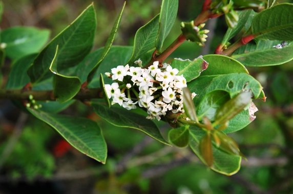 Acokanthera oppositifolia