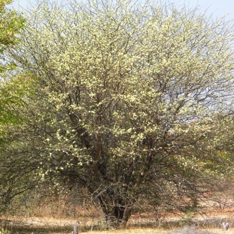Albizia anthelmintica, the oumaboom