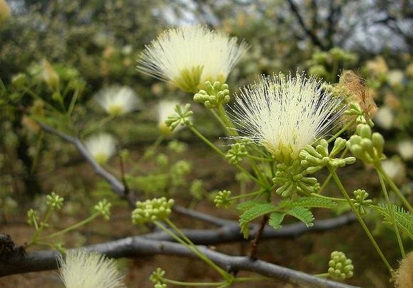 Albizia forbesii