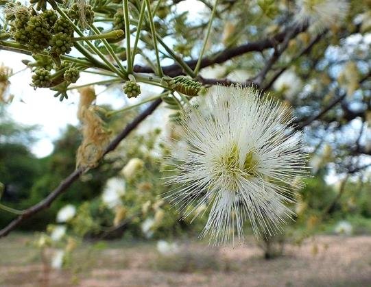Albizia harveyi flowerhead