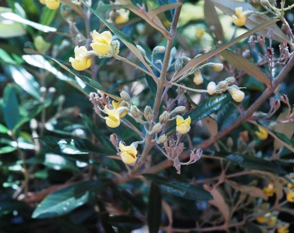 Anastrabe integerrima