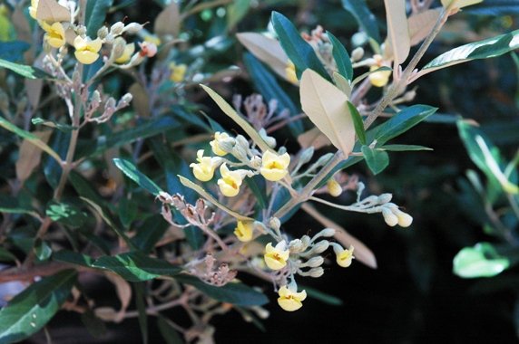 Anastrabe integerrima branch