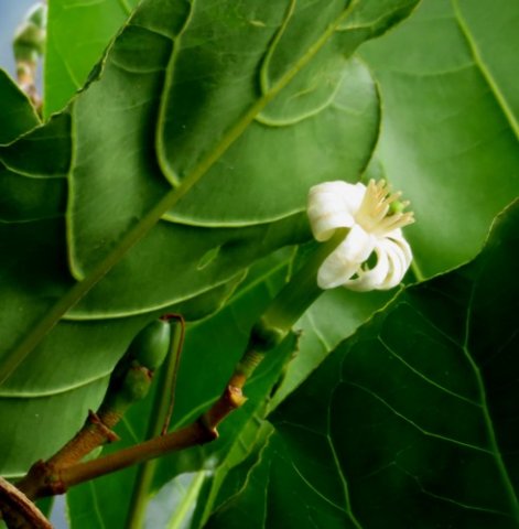 Anthocleista grandiflora flower, fruit and leaf veins