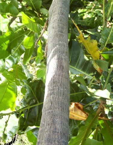 Anthocleista grandiflora young bole