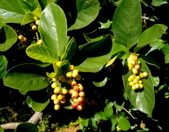 Antidesma venosum