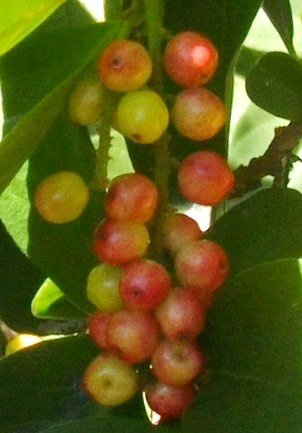 Antidesma venosum fruit changing colour