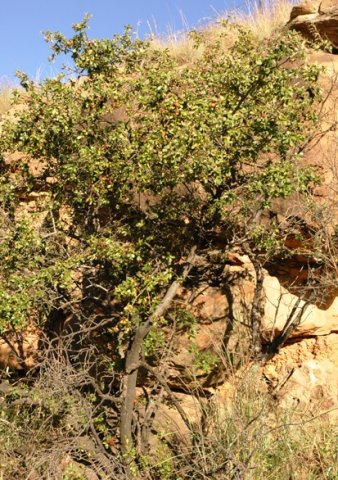 Apodytes dimidiata