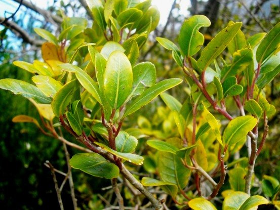 Apodytes geldenhuysii