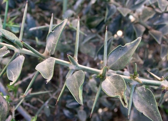 Azima tetracantha spines