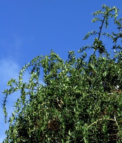 Azima tetracantha
