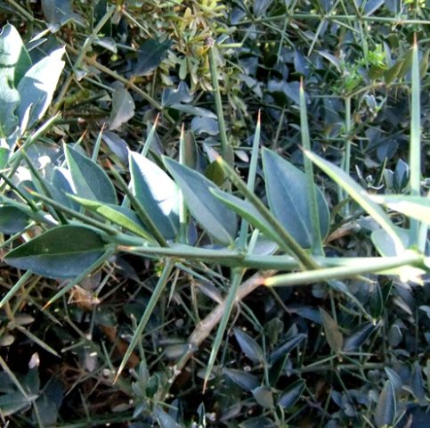 Azima tetracantha leaves