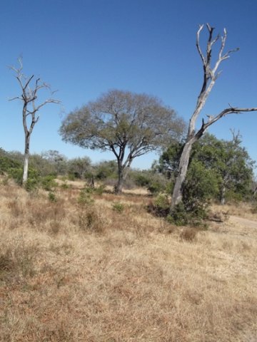 Berchemia discolor