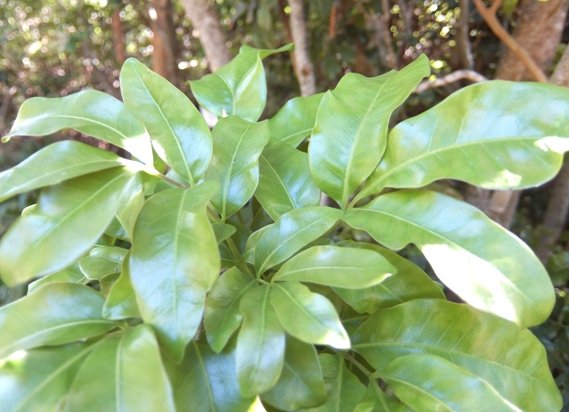 Bersama lucens leaves still young