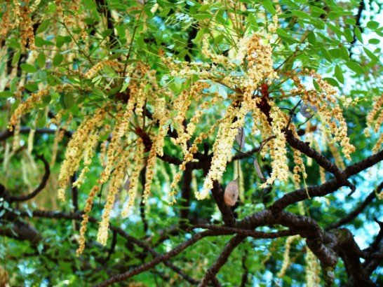 Burkea africana flowers