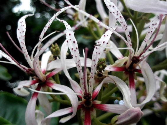 Calodendrum capense flowers