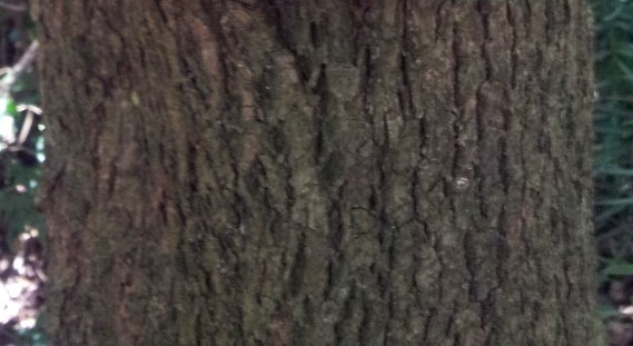 Canthium inerme bark
