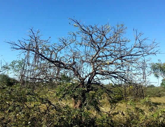 Cassia abbreviata subsp. beareana pods