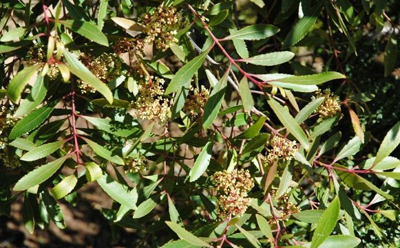 Catha edulis