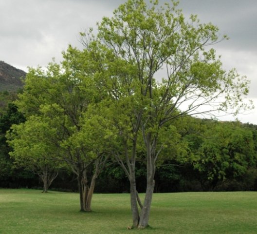 Celtis africana