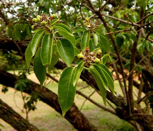 Volkameria glabra