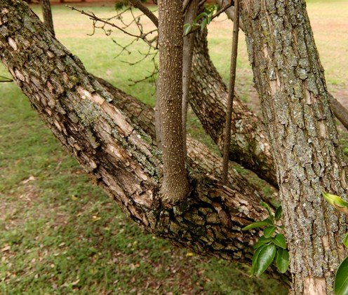 Volkameria glabra stems
