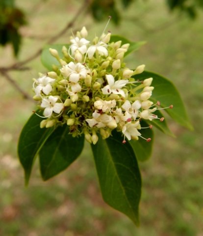 Volkameria glabra flowers