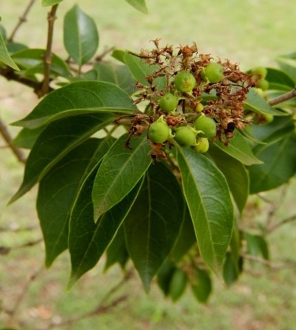Volkameria glabra fruit