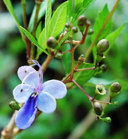 Rotheca myricoides