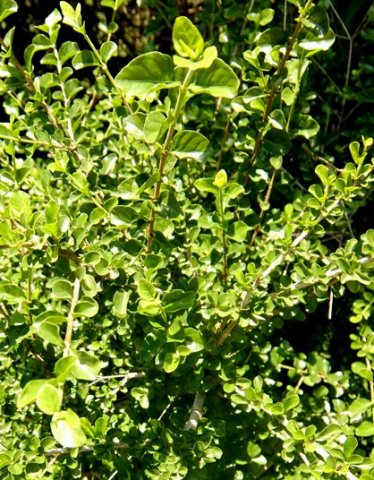 Coddia rudis