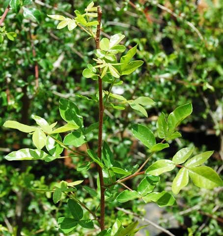 Commiphora africana var. africana