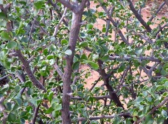 Commiphora capensis