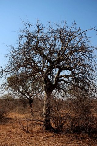 Commiphora