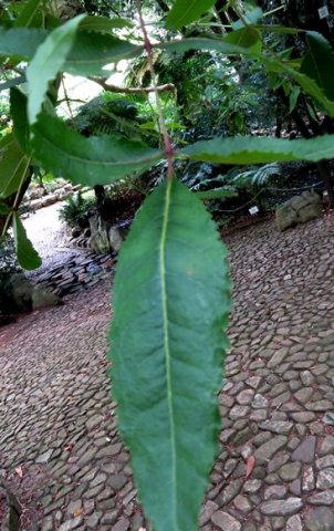 Commiphora woodii leaflets