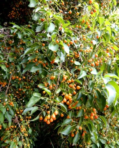 Cordia caffra 