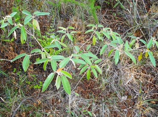 Croton gratissimus sapling near Hekpoort, Gauteng