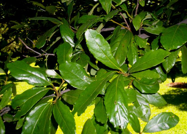 Cryptocarya latifolia, the broad-leaved quince
