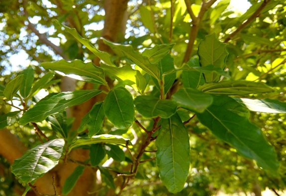 Cryptocarya latifolia leaves