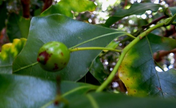 Cryptocarya woodii, the river wild-quince