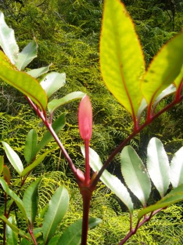 Cunonia capensis butterspoon or els